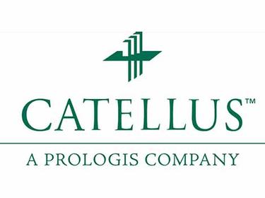 Catellus Catellus